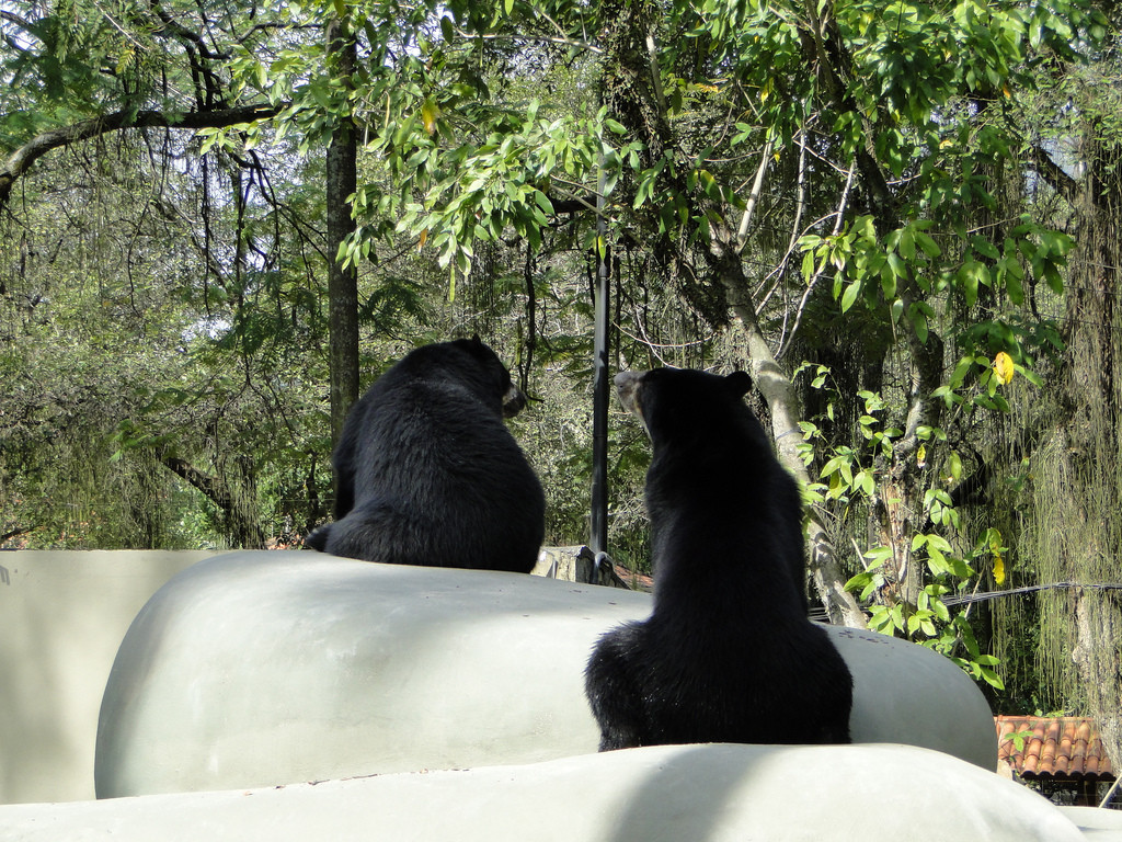 Зоопарк Рио-де-Жанейро – фотографии Бразилии
