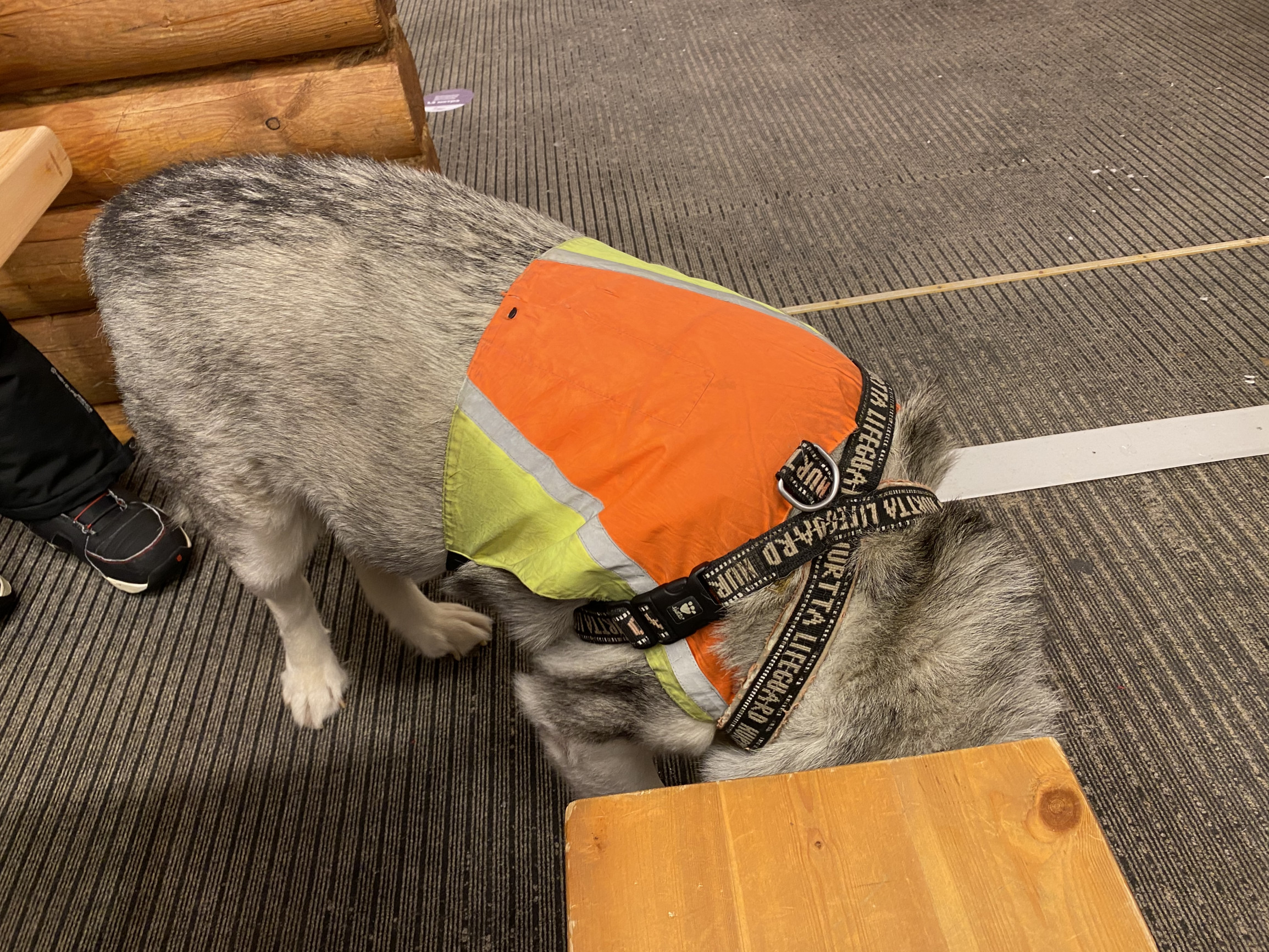 Пёс-спасатель «Марсель» в кафе, Большой Вудьявр – фотографии России