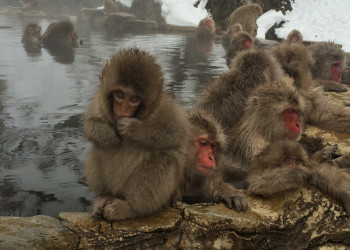 Парк обезьян Джигокудани известен населением снежных обезьян, самыми северными приматами – фотографии Японии