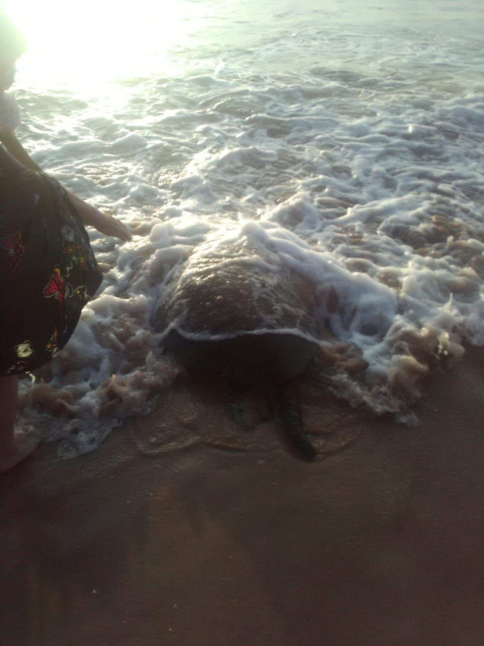 Черепаха – фотографии Шри-Ланки