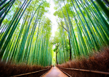 Парящие бамбуковые стебли Арасияма – фотографии Японии