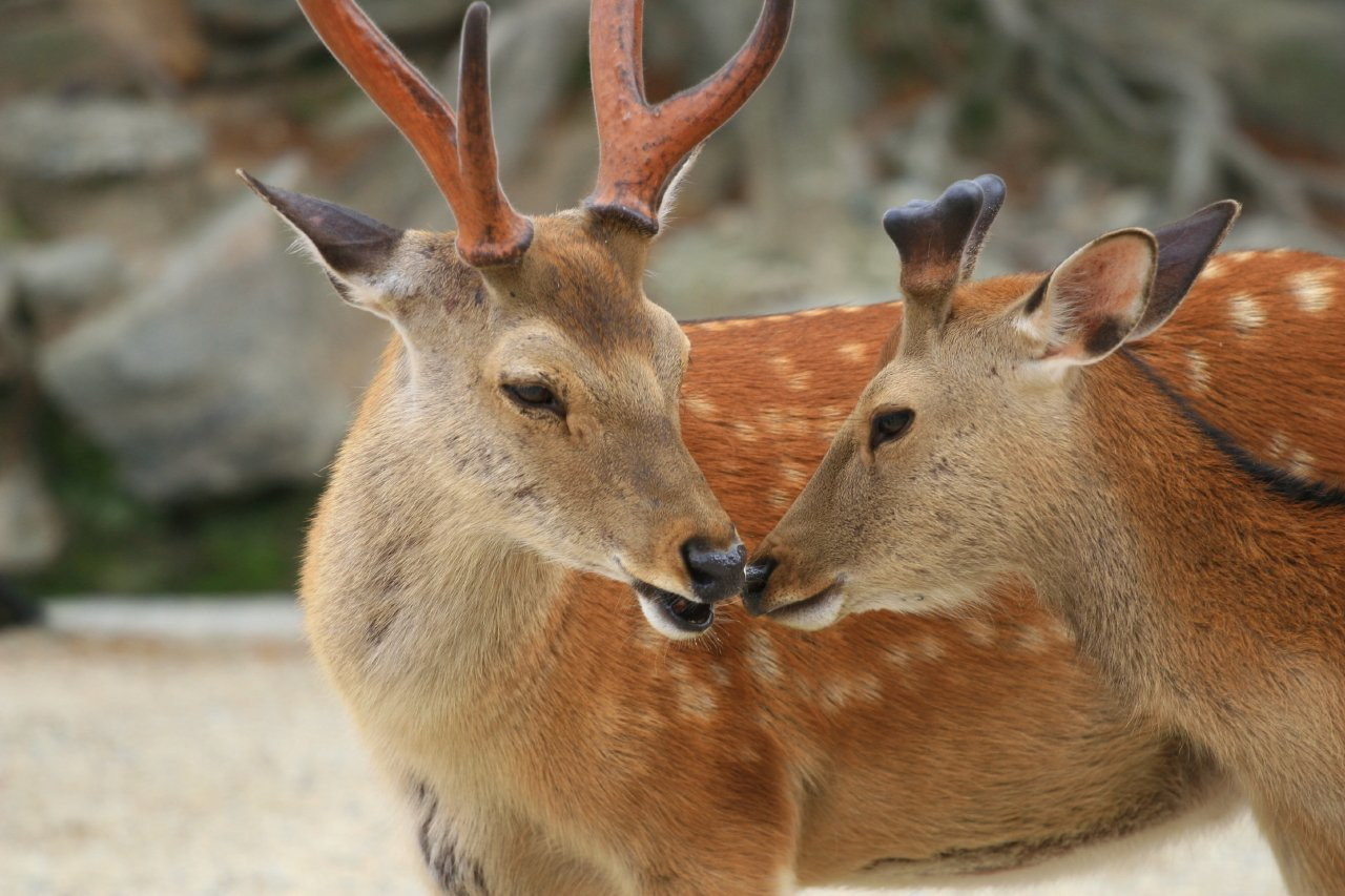Nara – фотографии Японии