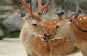 Nara – фотографии Японии