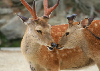 Nara – фотографии Японии