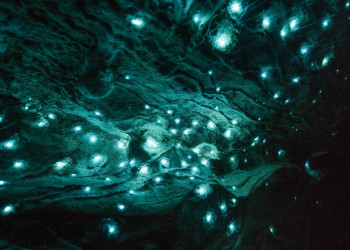 Светлячки, жуки и арахнокампы, разновидности грибов, рождают всю красоту пещер Вайтомо – фотографии Новой Зеландии