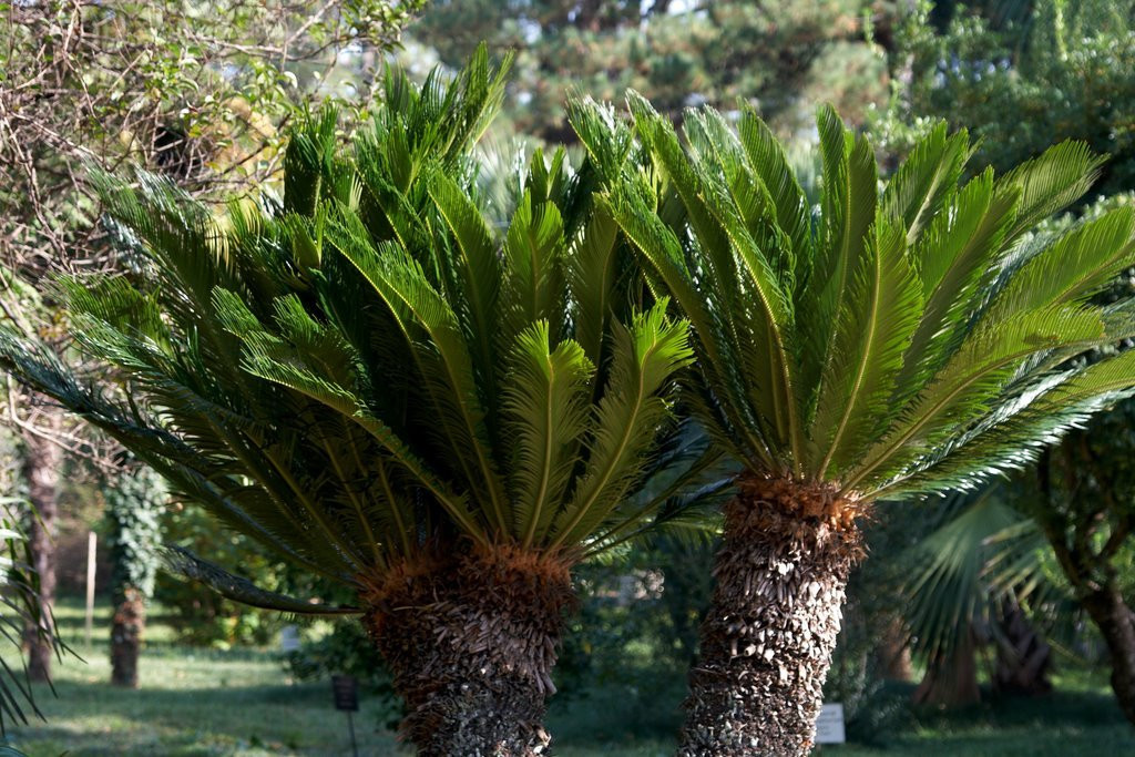 Сухумский Ботанический Сад – фотографии Абхазии