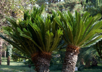 Сухумский Ботанический Сад – фотографии Абхазии