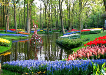 Во время парада цветов в Парке Кёкенхоф поток туристов может достигать более 800 тысяч человек – фотографии Нидерландов