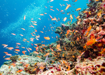 Большой Барьерный риф знаменит калейдоскопическими кораллами, богатой жизнью с более 900 островов – фотографии Австралии