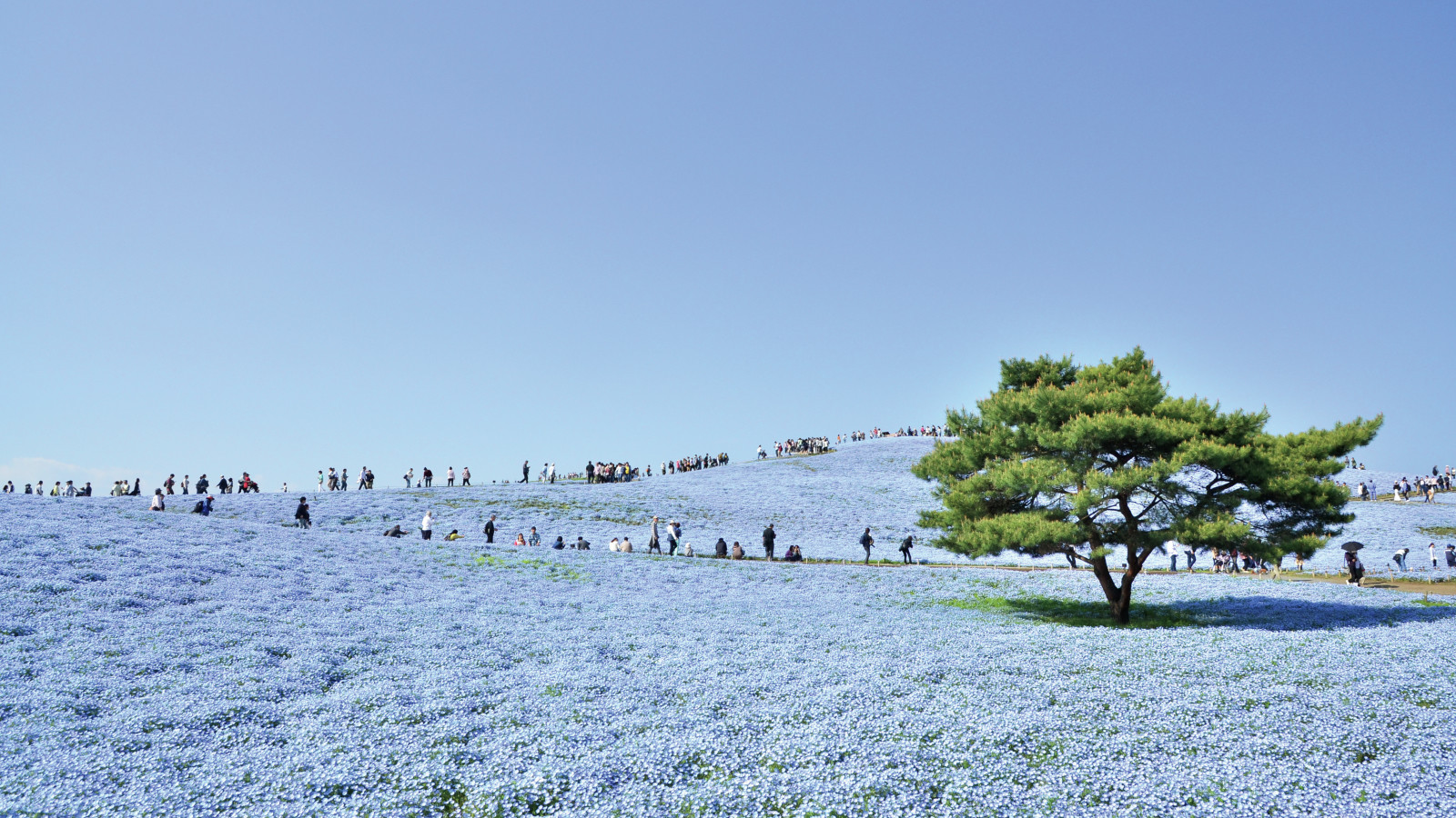 Большие сады парка Хитачи, Хитатинака, Япония – фотографии Японии
