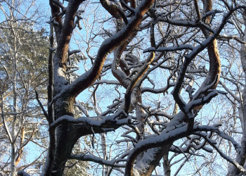 Куршская коса 3 – фотографии России