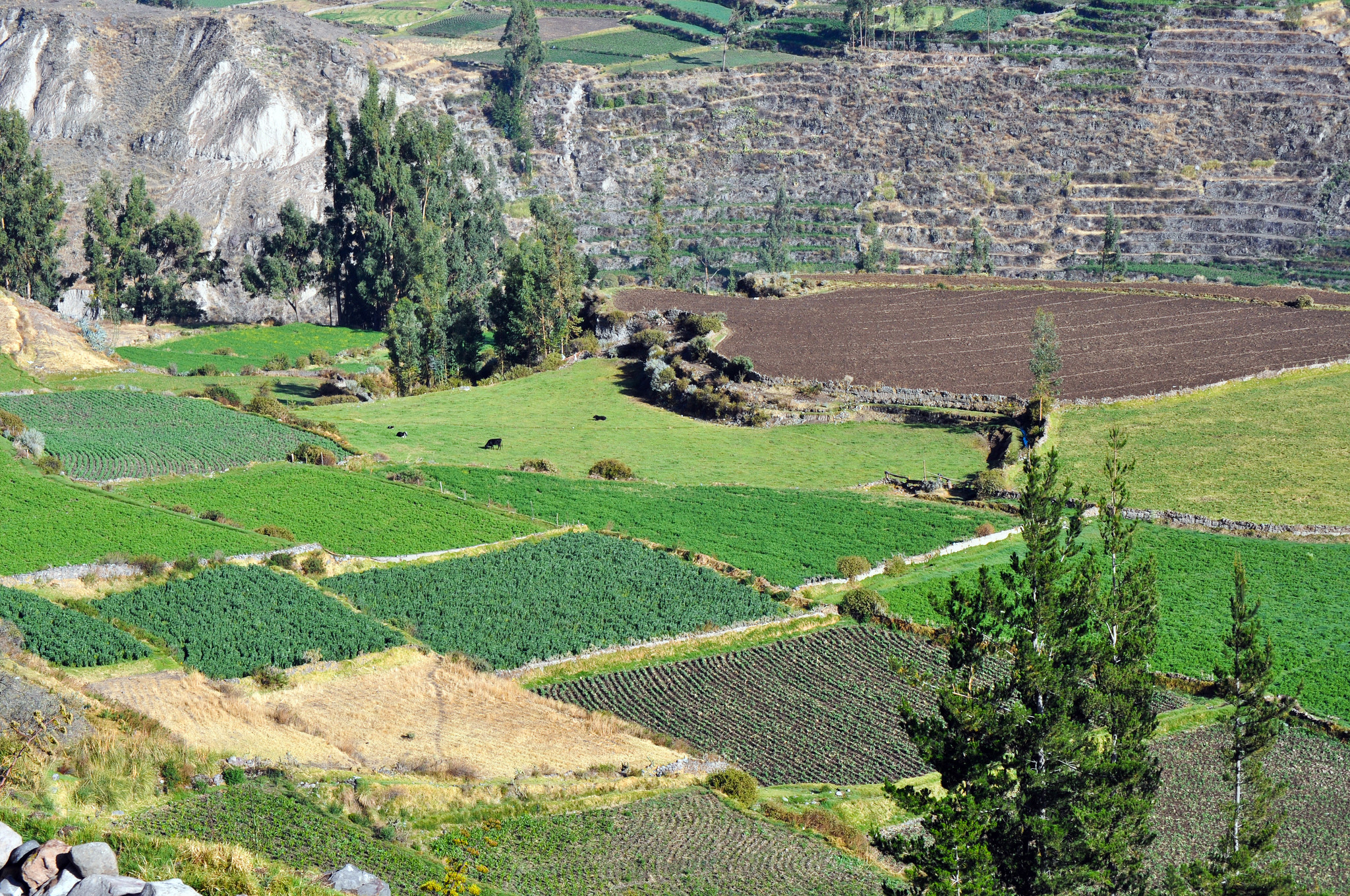 Каньона Колка на юге Перу – фотографии Перу