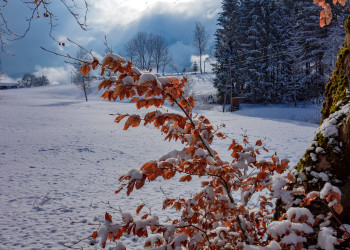 Куст в снегу. Санкт Йохан. Австрия – фотографии Австрии