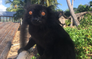 Животные на Гаваях – фотографии США