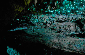 Светящийся червь – такое название дали биолюминесцентным личинкам в пещерах Вайтомо – фотографии Новой Зеландии