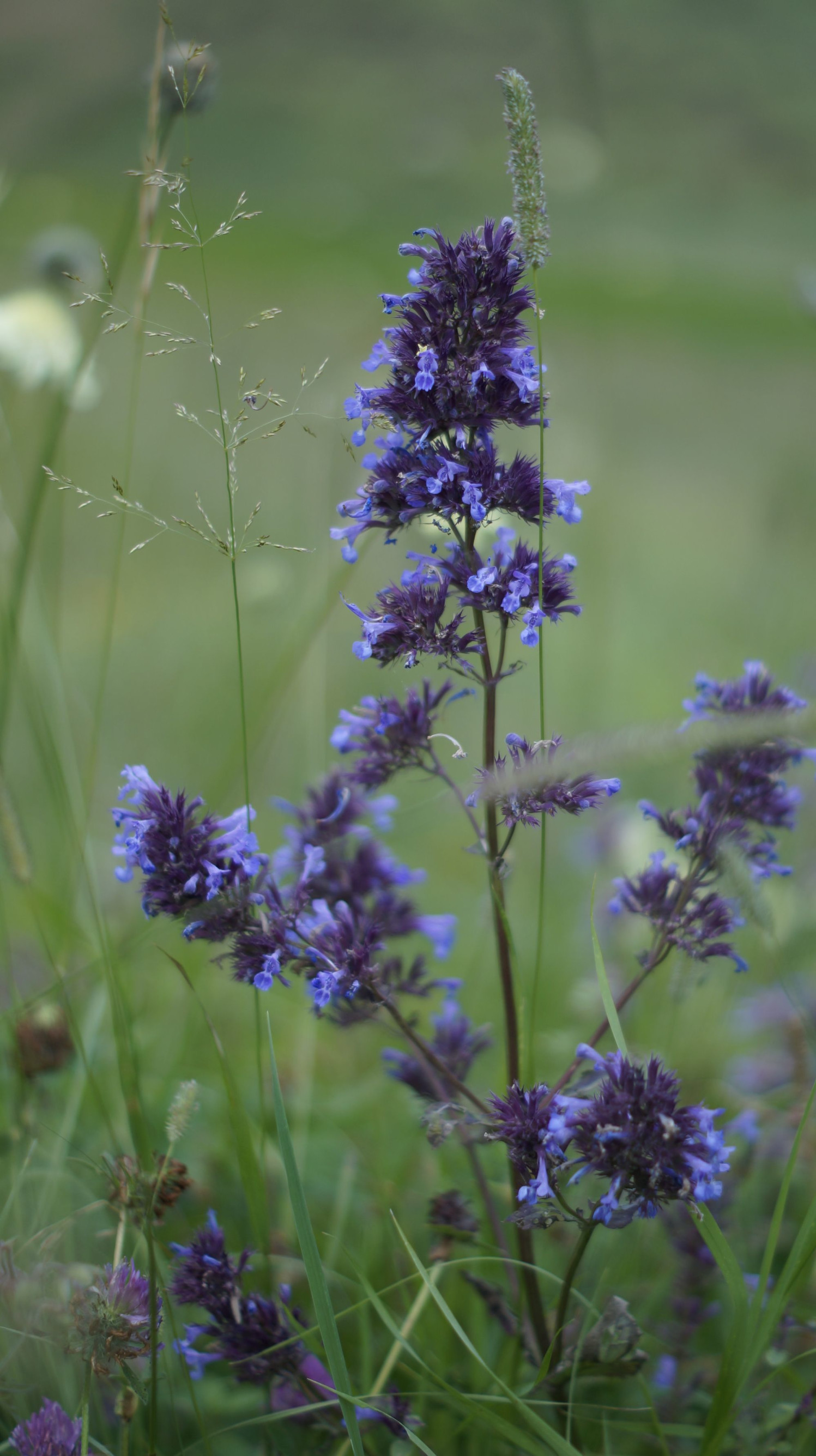 Природа Чегем – фотографии России