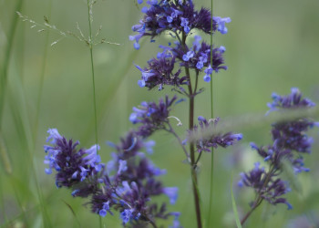 Природа Чегем – фотографии России