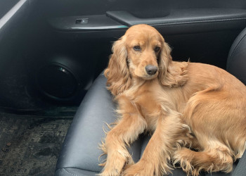 Моя охотница  – фотографии России