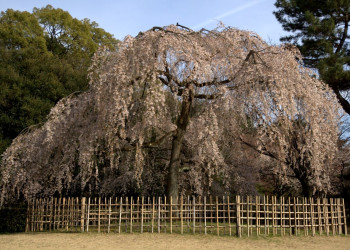 Park Surrounding the Kyoto Imperial Palace – фотографии Японии