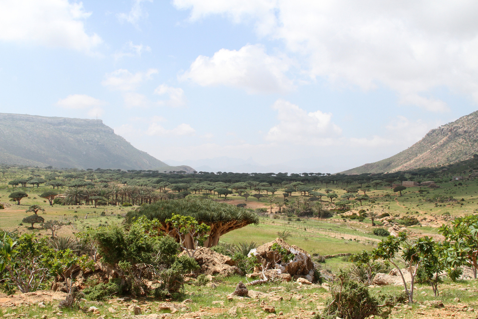 Йеменский остров Сокотра, пейзажи – фотографии Йемена
