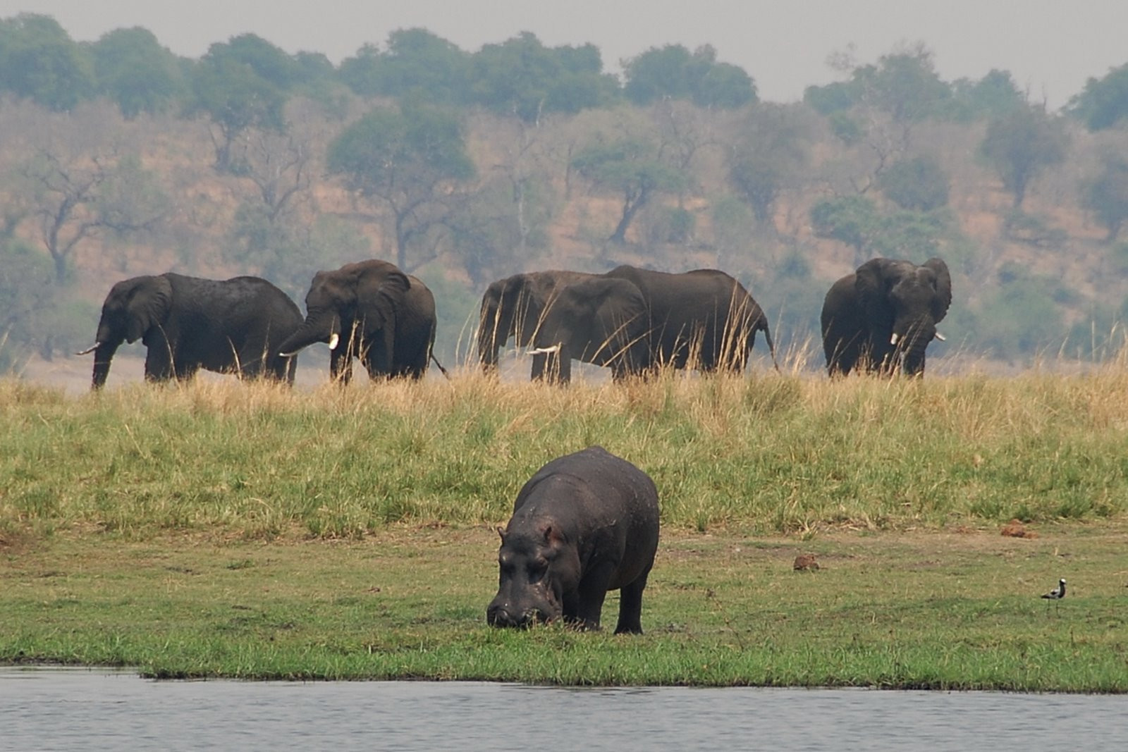 Chobe_joehobu – фотографии Ботсваны