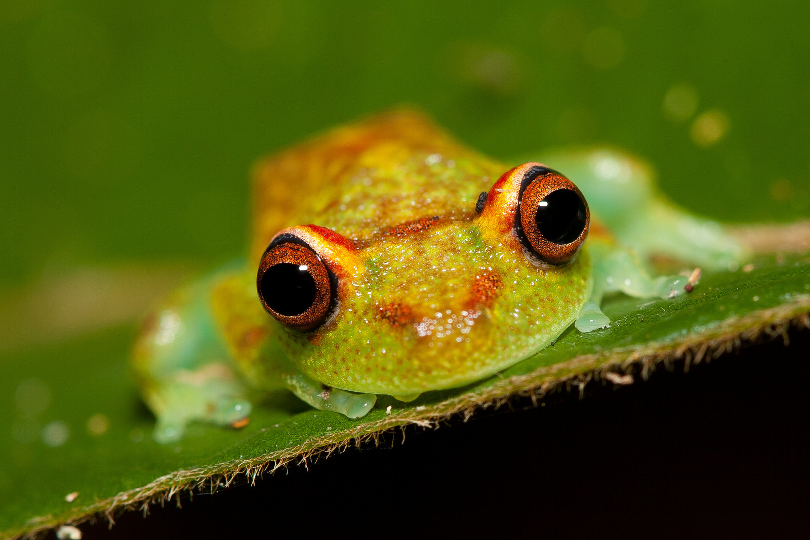 Лягушка в национальном парке Ману (Manu National Park) – фотографии Перу