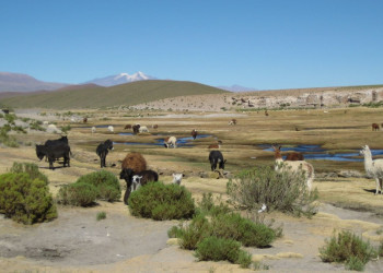 Боливия, фото № 3697 – фотографии Боливии