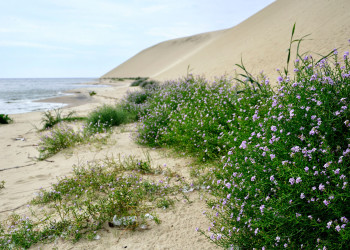 Песчаные дюны Куршской косы. Фото 2 – фотографии России