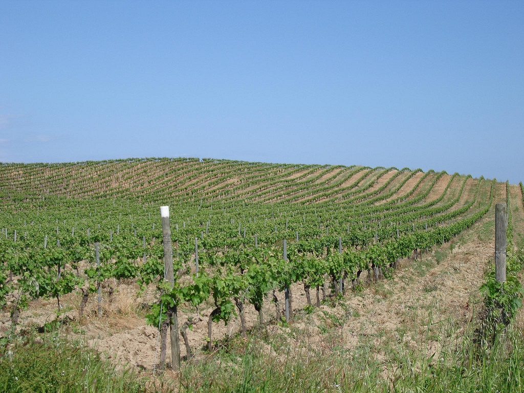 Плантация в Алериа, Франция. Фото 1 – фотографии Франции