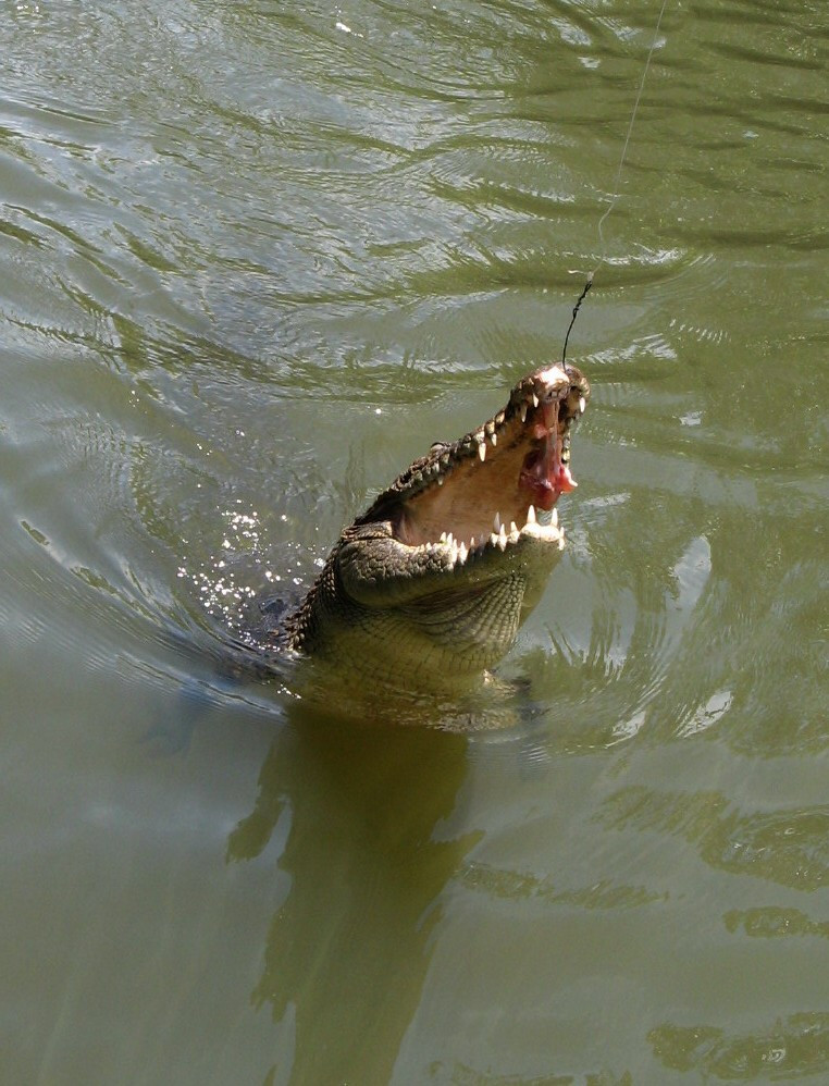 Местные крокодильчики – фотографии Палау