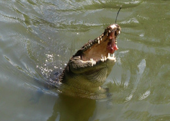 Местные крокодильчики – фотографии Палау