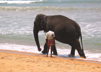 Ваддува, Шри-Ланка, фото № 50800 – фотографии Шри-Ланки