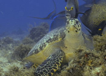 Мексика, фото № 970 – фотографии Мексики