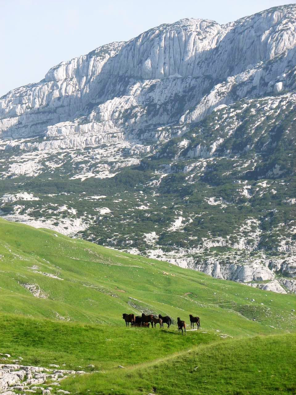 Лошади в Дурмитор, Черногория. Фото 1 – фотографии Черногории