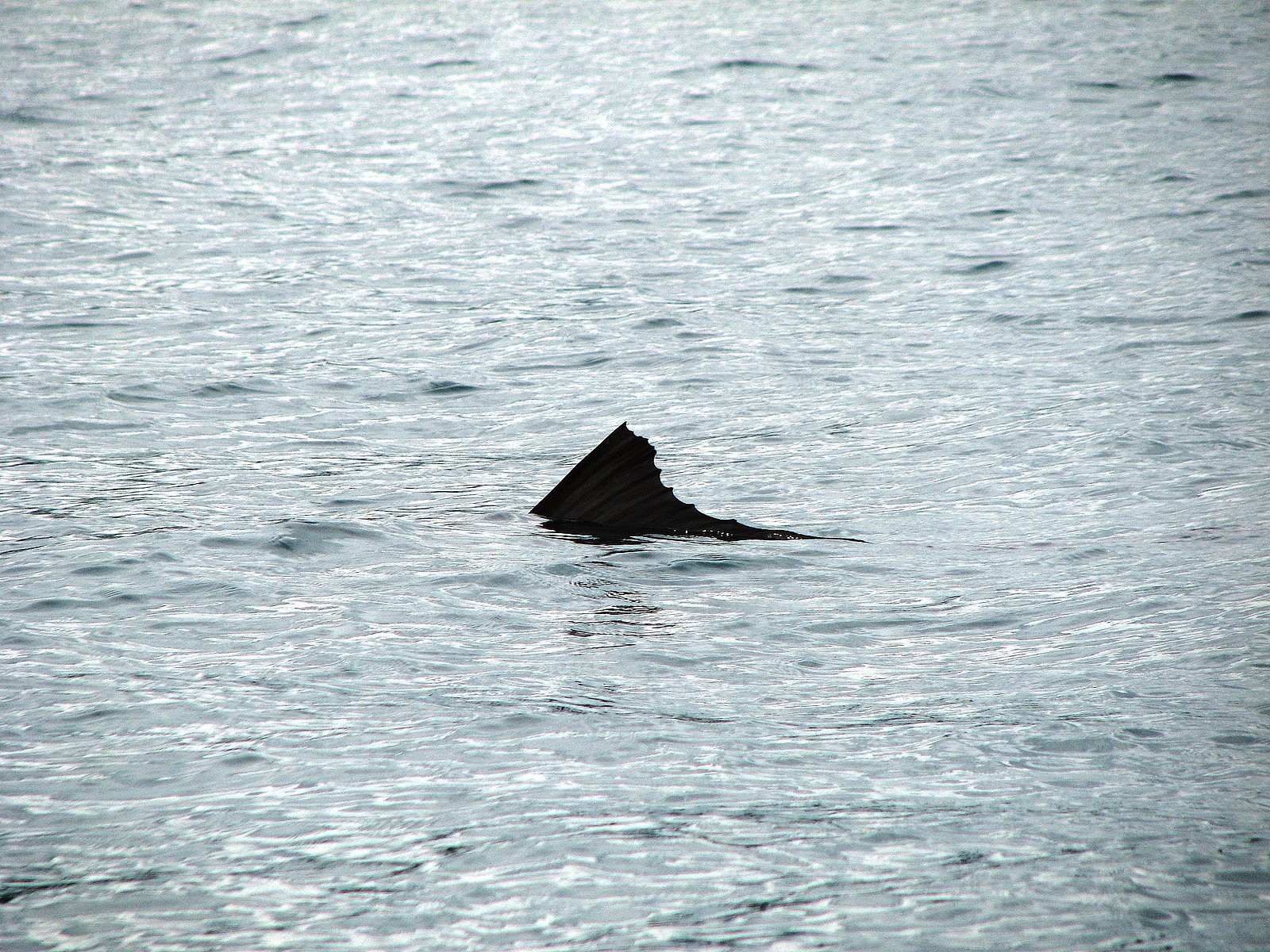 Коста-Рика, фото № 799 – фотографии Коста-Рики