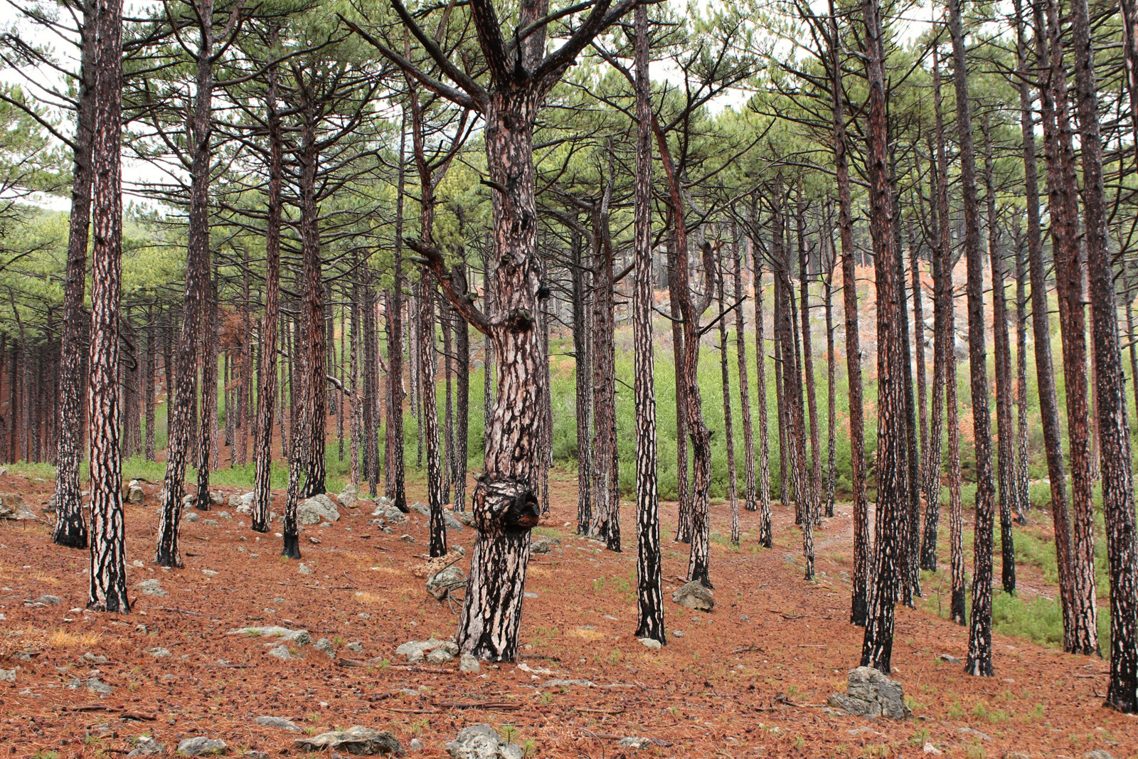 Странный лес у Ай-Петри – фотографии России