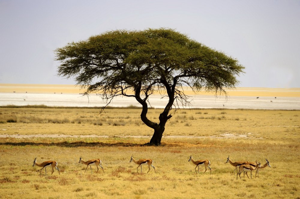 Намибия, фото № 5561 – фотографии Намибии