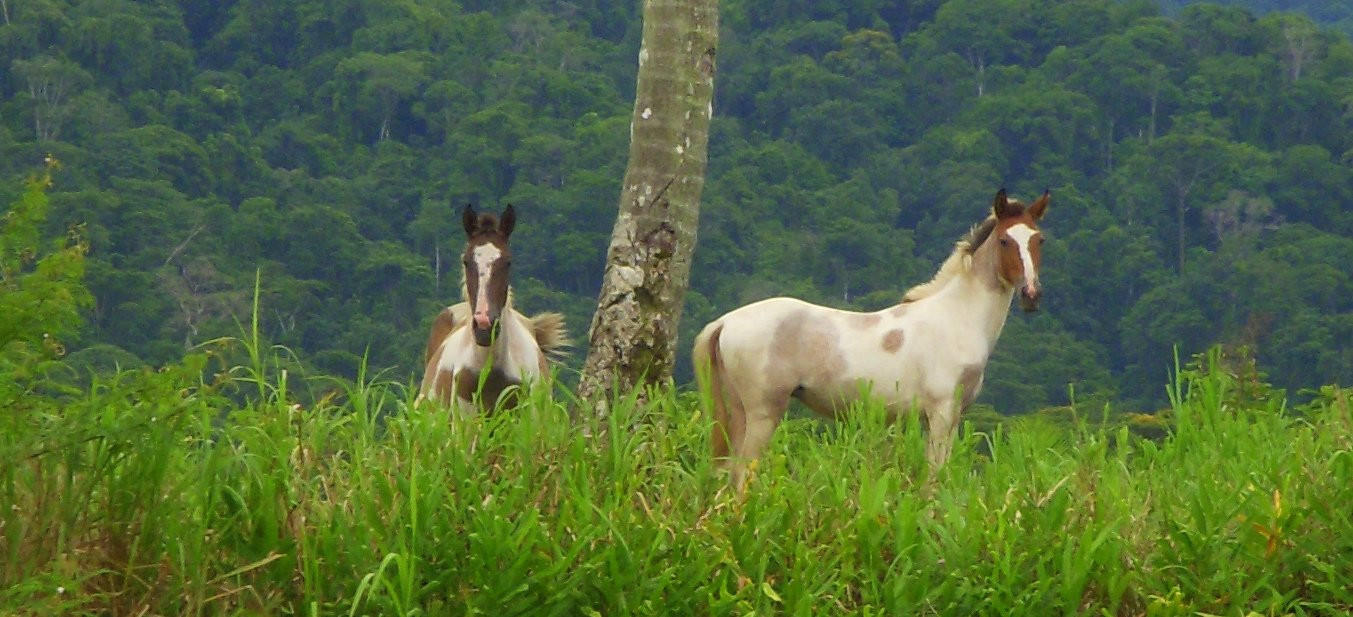 Гольфито, Пунтаренас провинция, Коста-Рика, фото № 40411 – фотографии Коста-Рики
