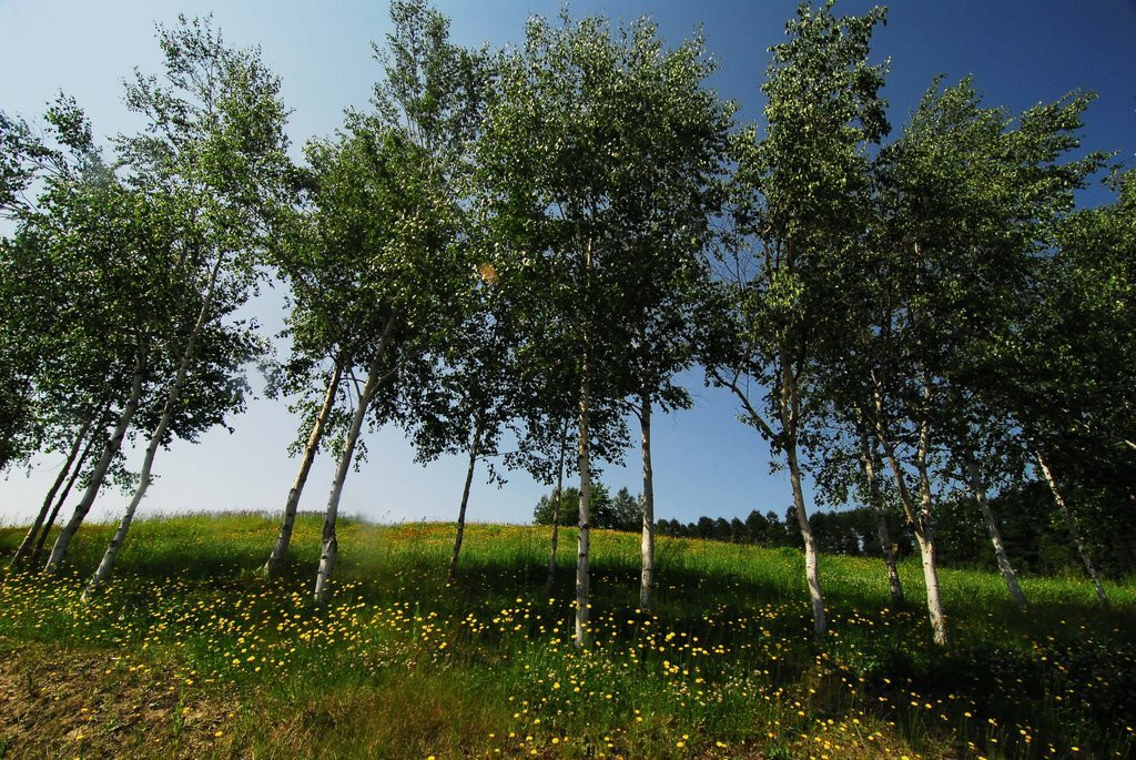 Хоккайдо остров, Хоккайдо регион, Япония, фото № 72730 – фотографии Японии