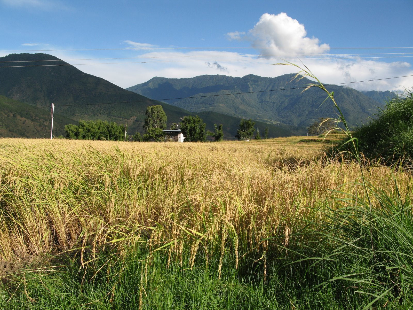 Бутан, фото № 4716 – фотографии Бутана