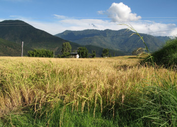 Бутан, фото № 4716 – фотографии Бутана