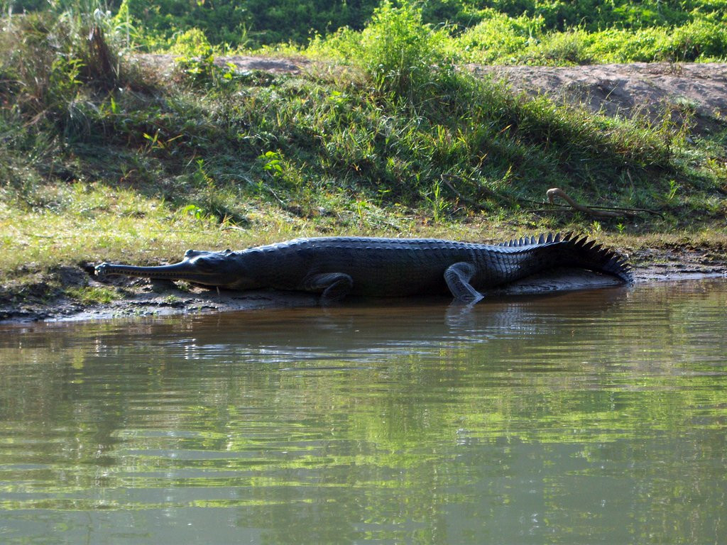 Узкомордый крокодил или Гавиал – фотографии Непала