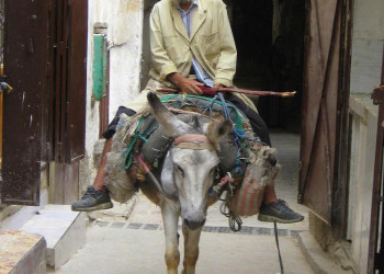 Фес, Марокко, фото № 8415 – фотографии Марокко