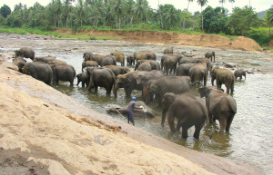 Берувела, Шри-Ланка, фото № 50765 – фотографии Шри-Ланки