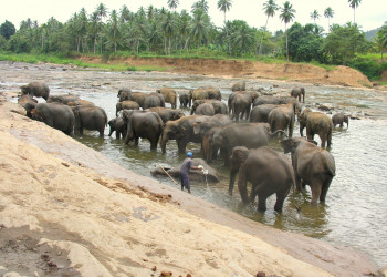 Берувела, Шри-Ланка, фото № 50765 – фотографии Шри-Ланки