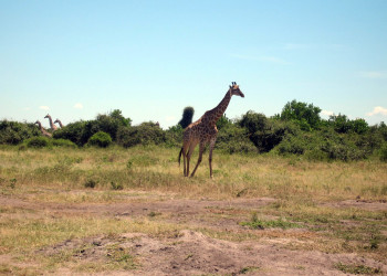 Замбийские жирафы – фотографии Замбии
