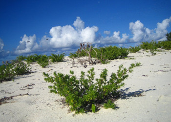 Остров Бёрд. Фото 2 – фотографии Сейшельских островов