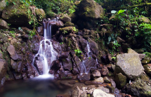 Браулио Каррильо Национальный Парк, Эредия провинция, Коста-Рика, фото № 40000 – фотографии Коста-Рики