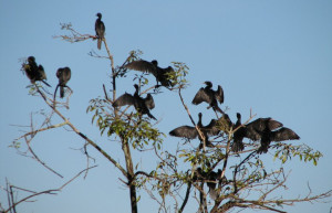 Хабарана, Шри-Ланка, фото № 52483 – фотографии Шри-Ланки