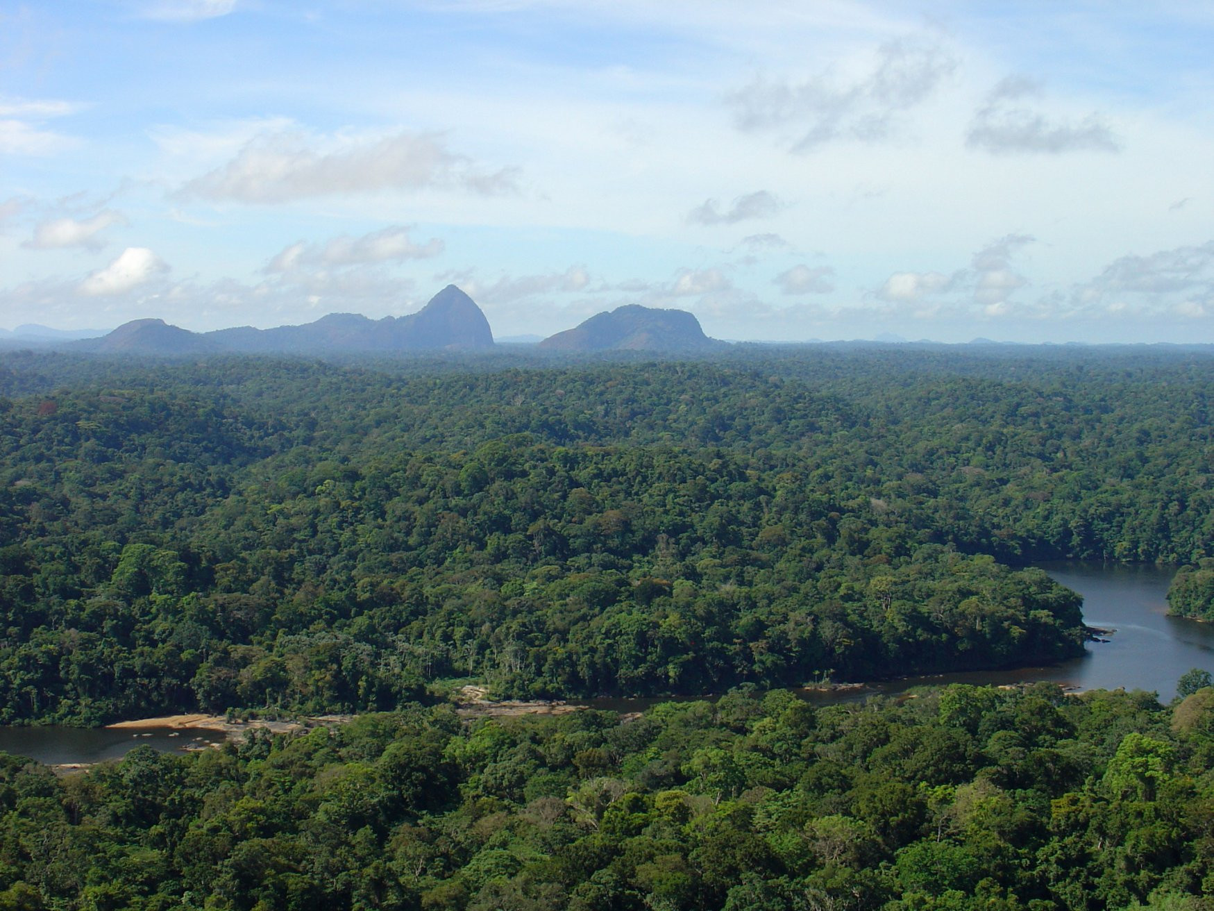 Вечнозелёные тропические леса – фотографии Суринама
